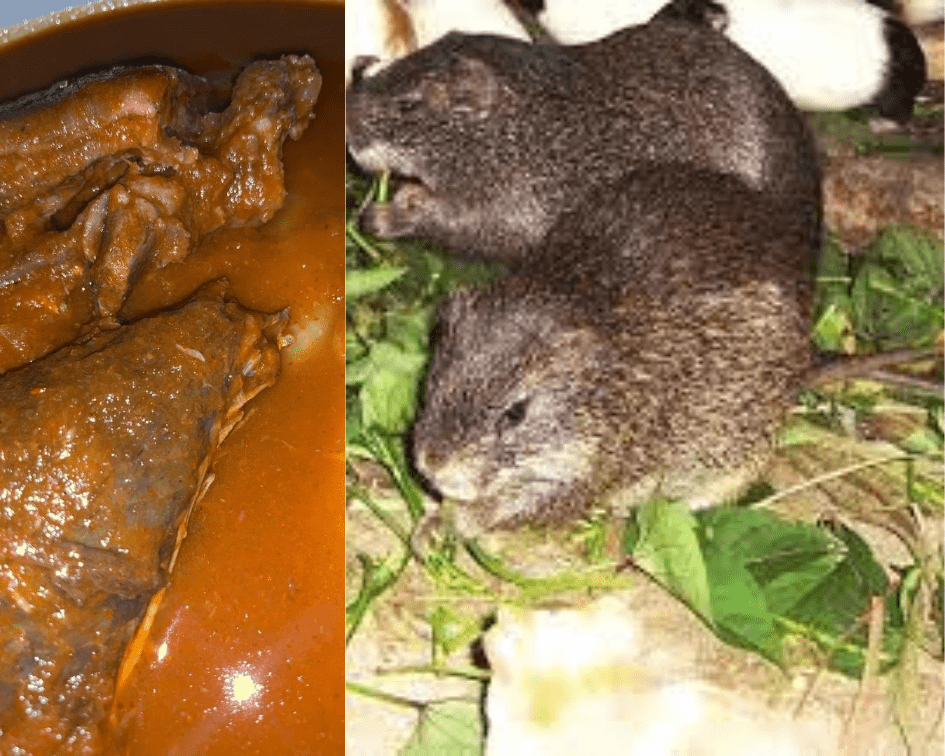 Grasscuter Faeces for Soup_Nigerian Foods